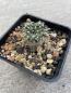 Preview: Ariocarpus kotschoubeyanus